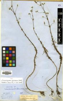 Type specimen at Edinburgh (E). Spruce, Richard: . Barcode: E00499998.