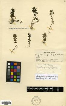 Type specimen at Edinburgh (E). Elmer, Adolph: 7944. Barcode: E00499999.
