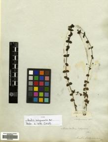 Type specimen at Edinburgh (E). Salzmann, Philipp: . Barcode: E00500000.