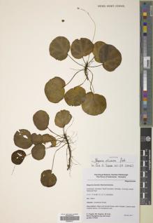 Type specimen at Edinburgh (E). Hughes, Mark; Puglisi, Carmen; Girmansyah, Deden: CP230. Barcode: E00500017.