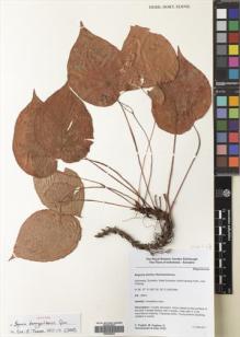 Type specimen at Edinburgh (E). Hughes, Mark; Puglisi, Carmen; Girmansyah, Deden: CP53. Barcode: E00500022.