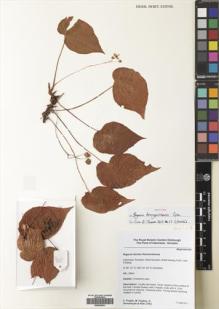 Type specimen at Edinburgh (E). Hughes, Mark; Puglisi, Carmen; Girmansyah, Deden: CP53. Barcode: E00500023.