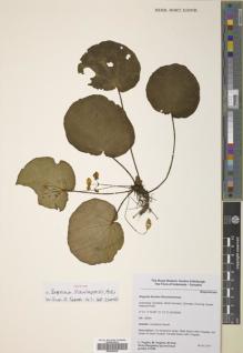 Type specimen at Edinburgh (E). Hughes, Mark; Puglisi, Carmen; Girmansyah, Deden: CP228. Barcode: E00500028.