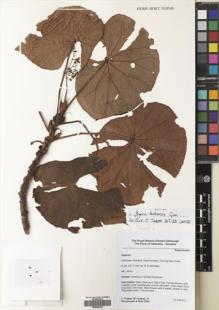 Type specimen at Edinburgh (E). Hughes, Mark; Puglisi, Carmen; Girmansyah, Deden: CP67. Barcode: E00500036.