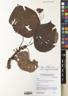 Type specimen at Edinburgh (E). Hughes, Mark; Puglisi, Carmen; Girmansyah, Deden: CP67. Barcode: E00500037.