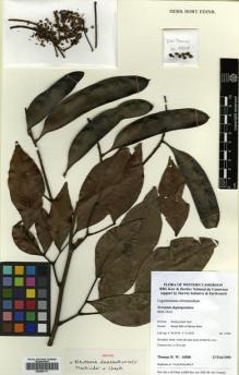 Type specimen at Edinburgh (E). Thomas, Duncan: 10508. Barcode: E00500111.