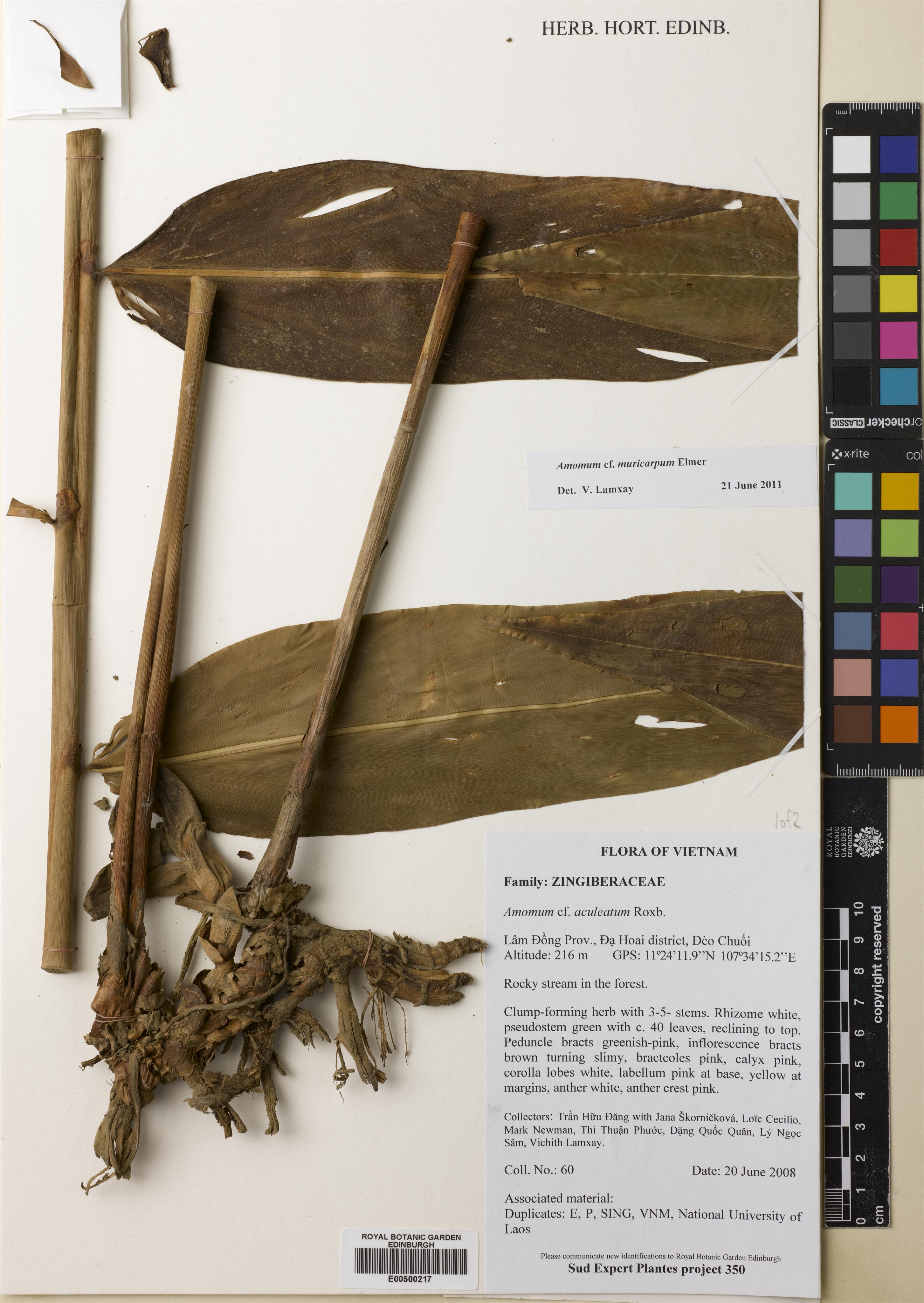 Meistera muricarpa — ảnh 2