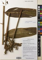 Meistera muricarpa — ảnh 3