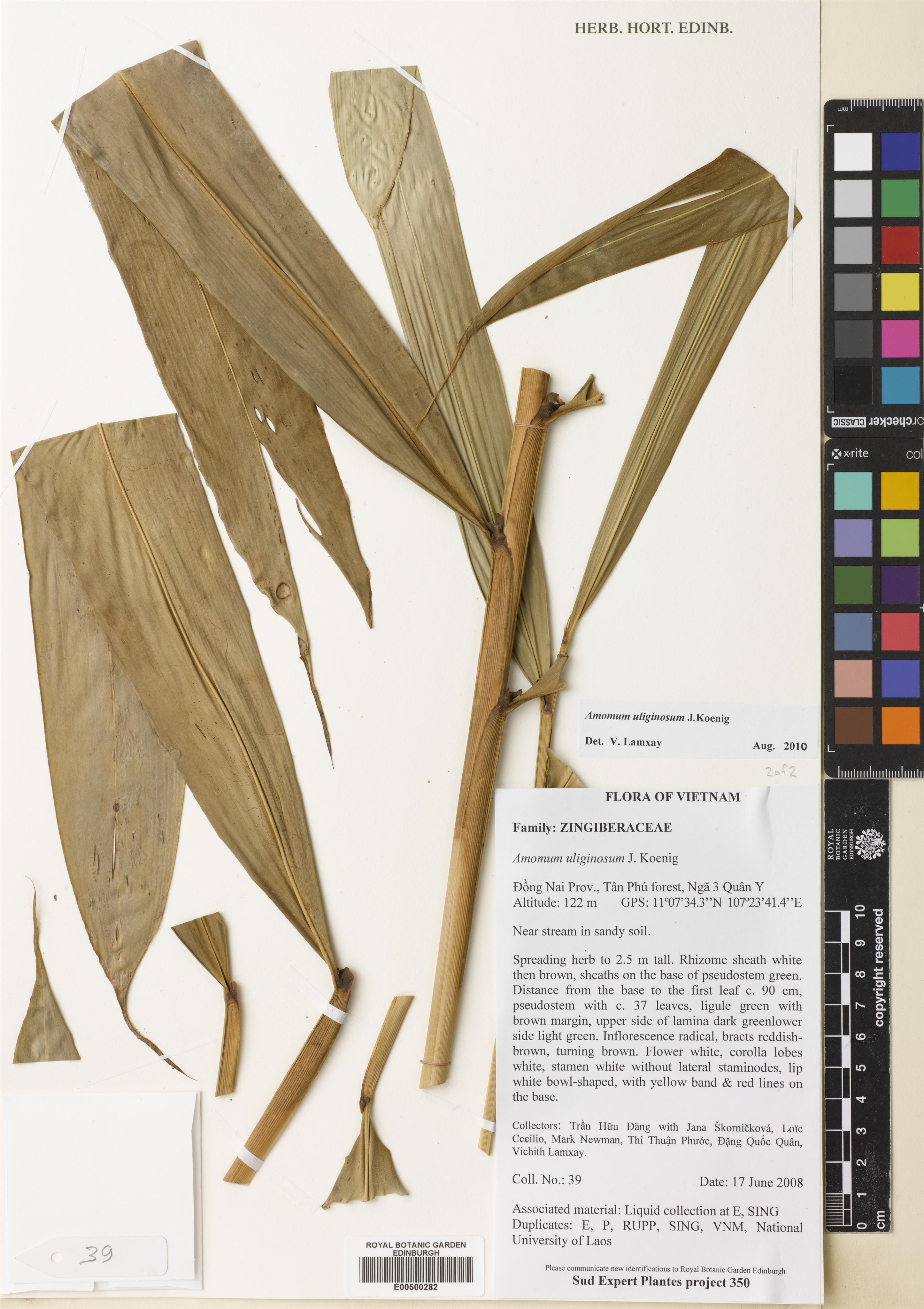 Wurfbainia uliginosa — ảnh 2