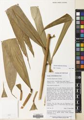 Wurfbainia uliginosa — ảnh 3