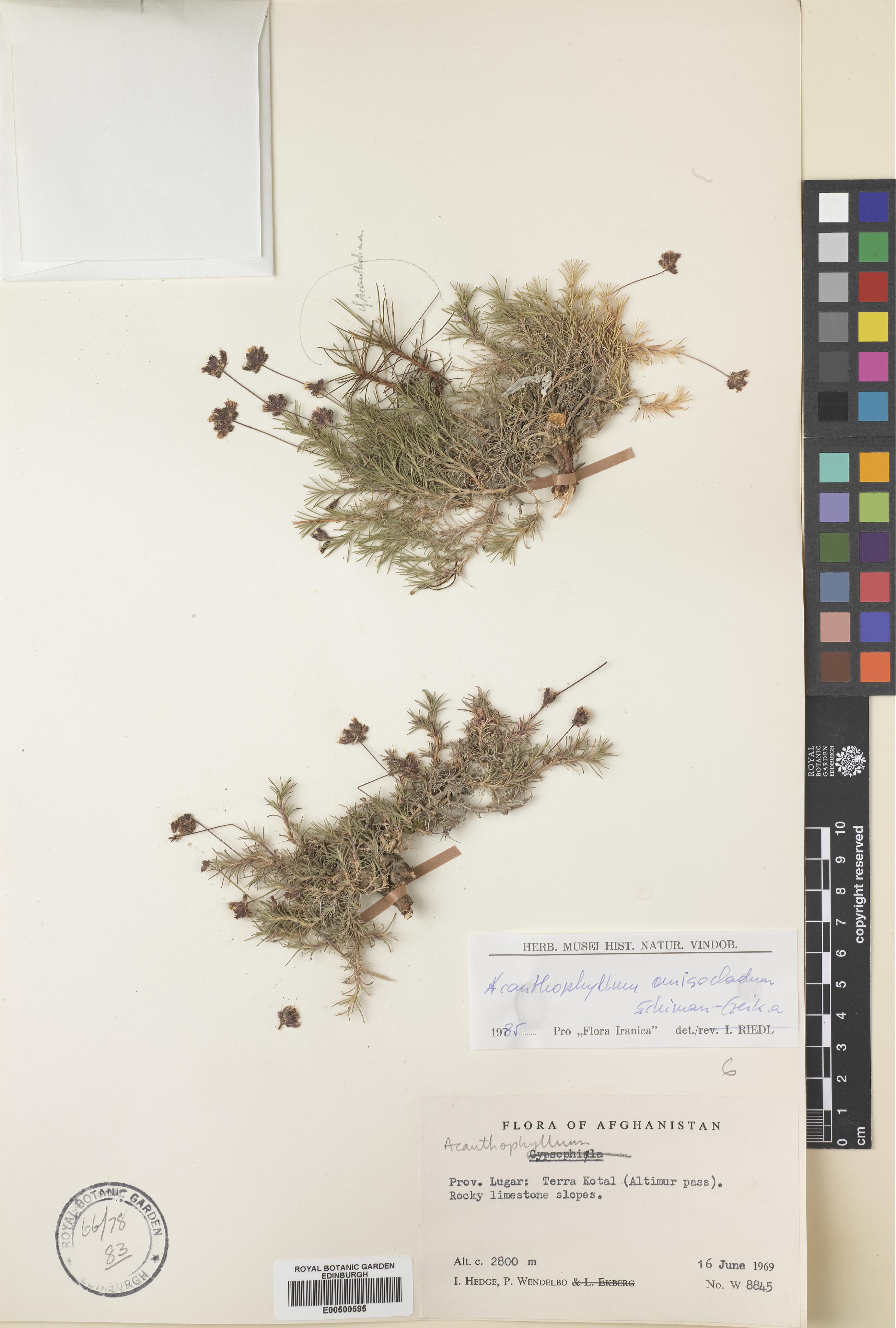 Acanthophyllum anisocladum