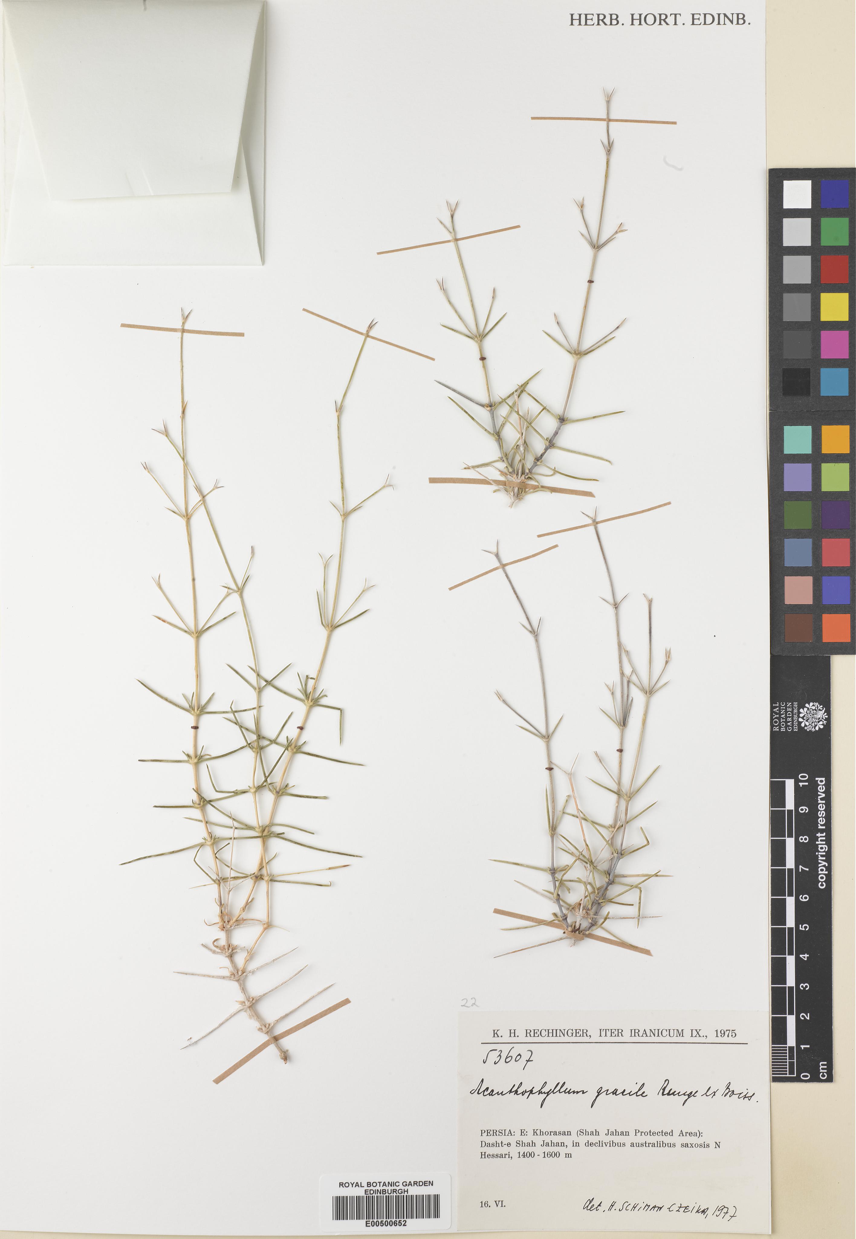 Acanthophyllum gracile