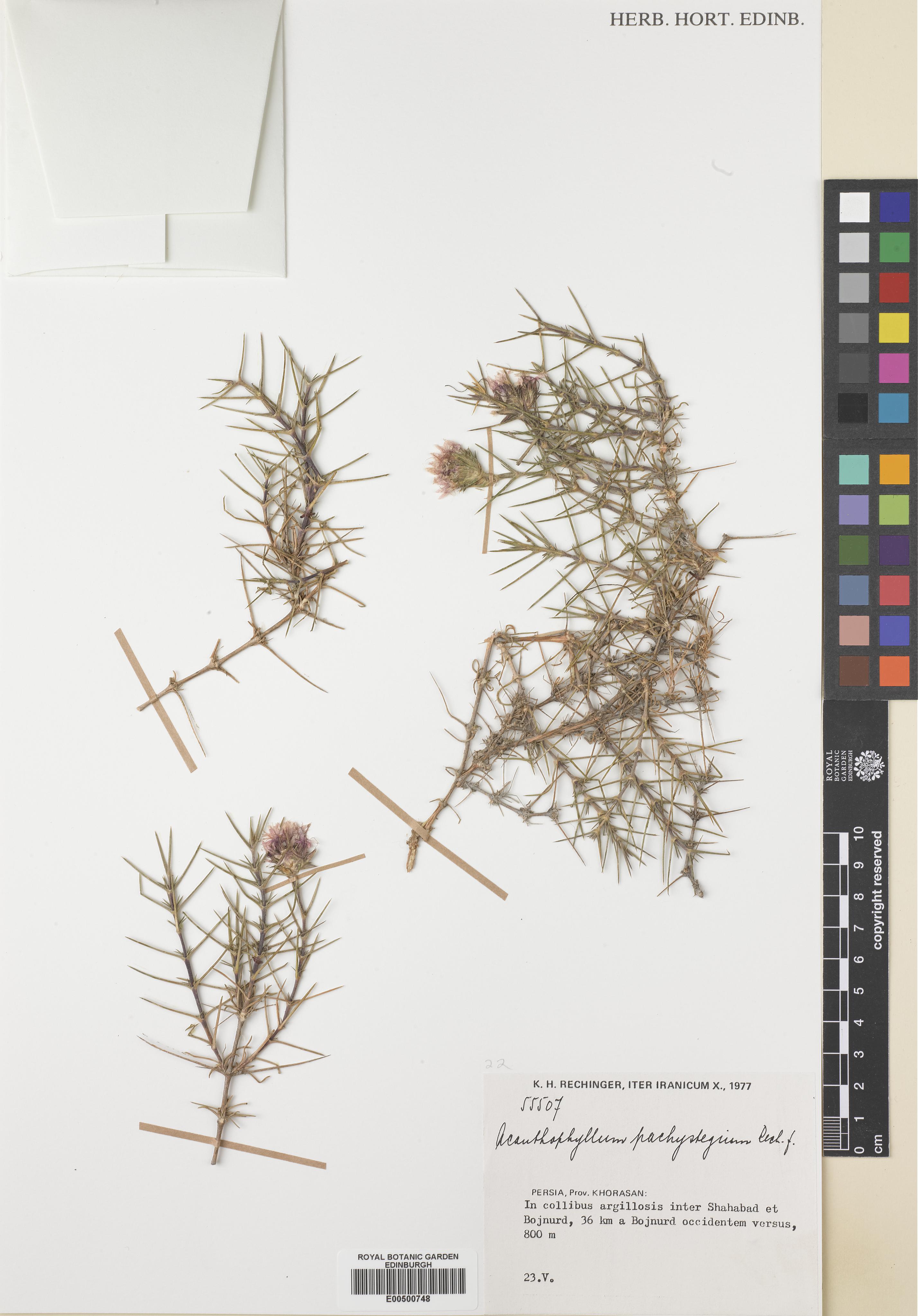 Acanthophyllum pachystegium