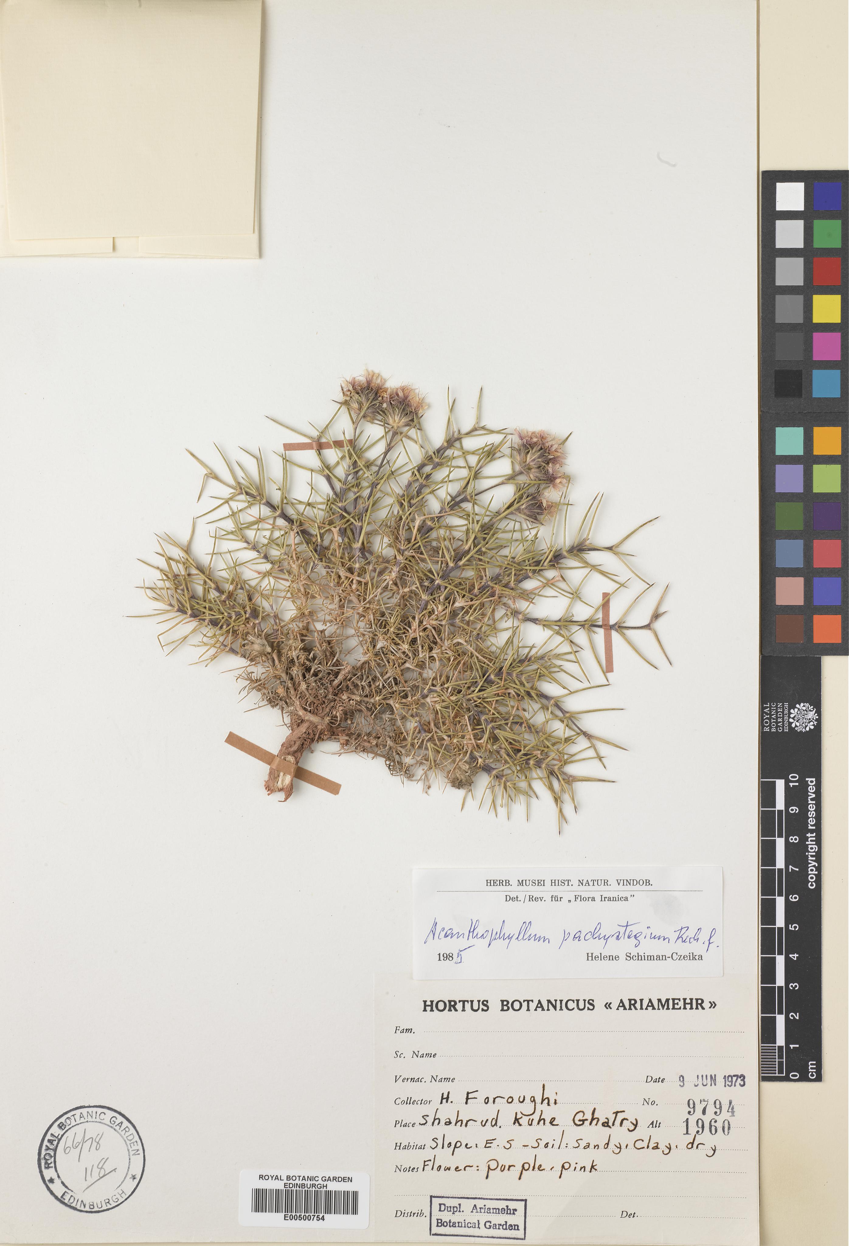 Acanthophyllum pachystegium photograph 4