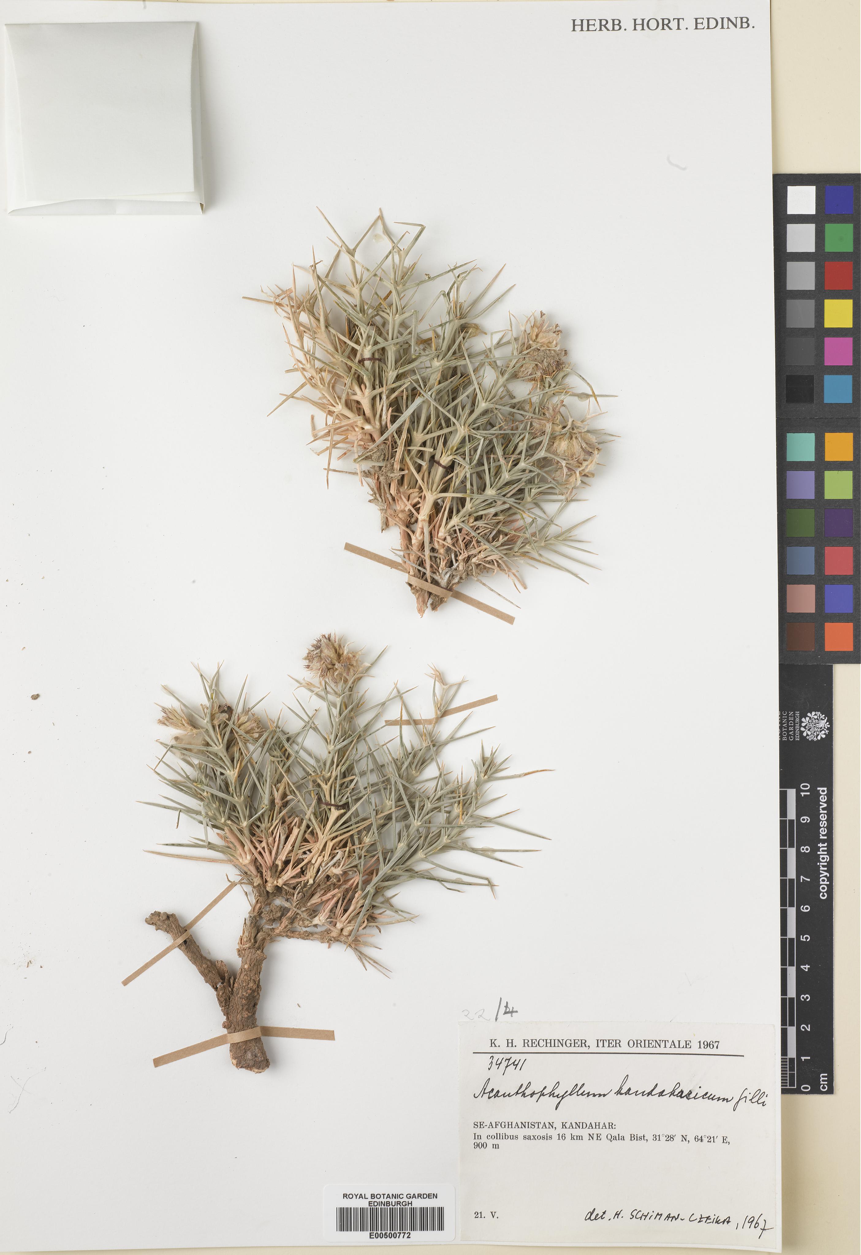 Acanthophyllum kandaharicum