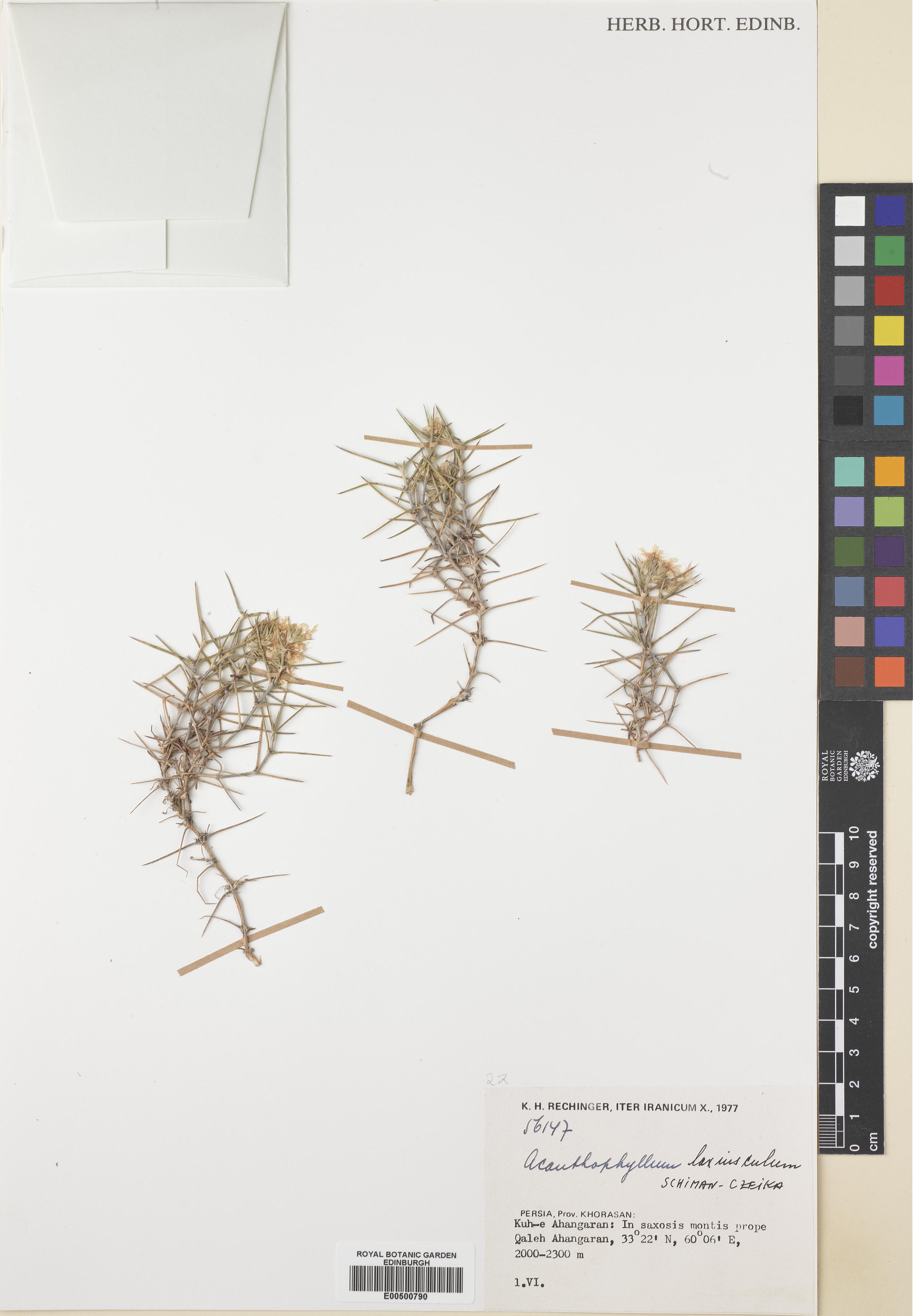Acanthophyllum laxiusculum photograph 3