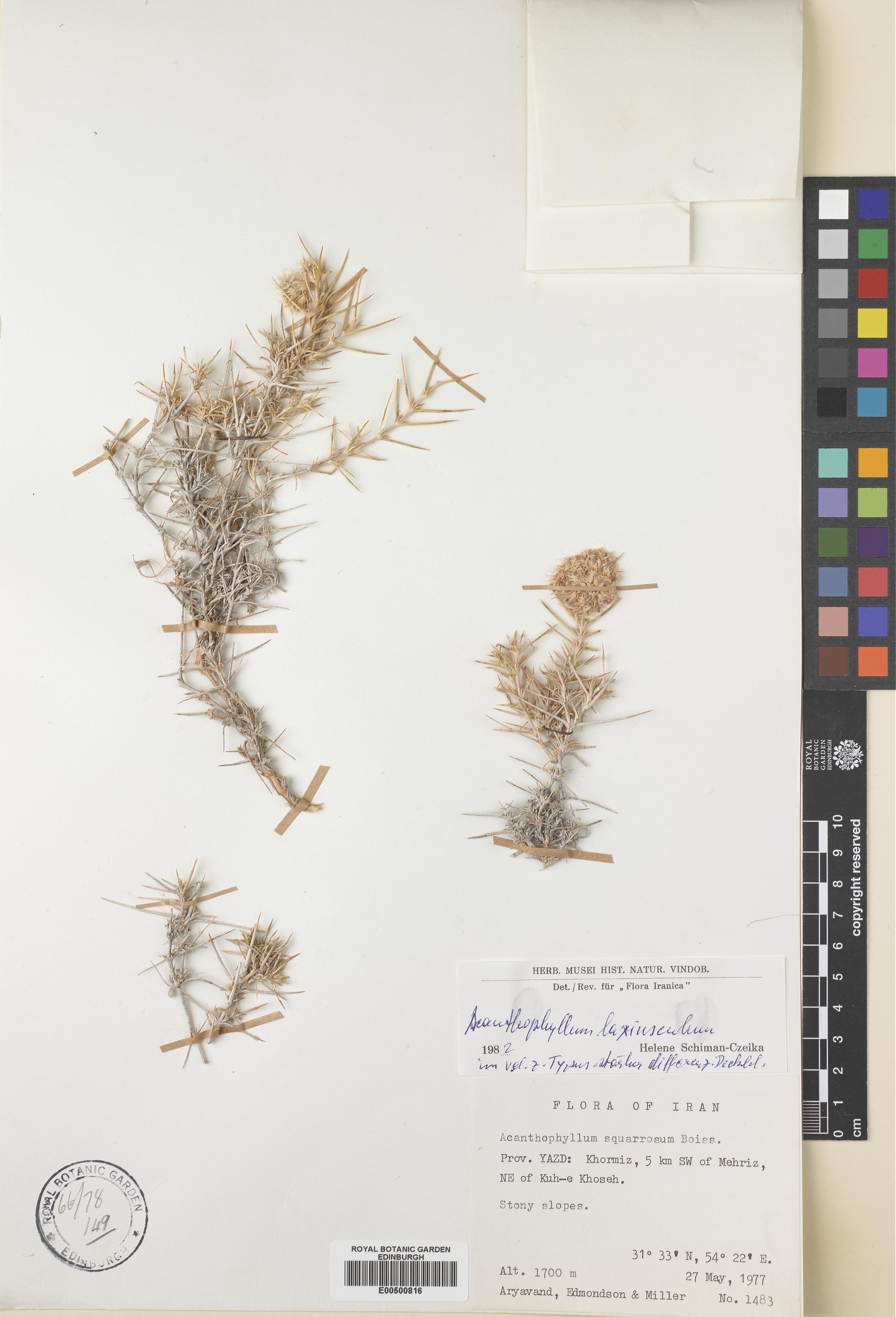 Acanthophyllum laxiusculum