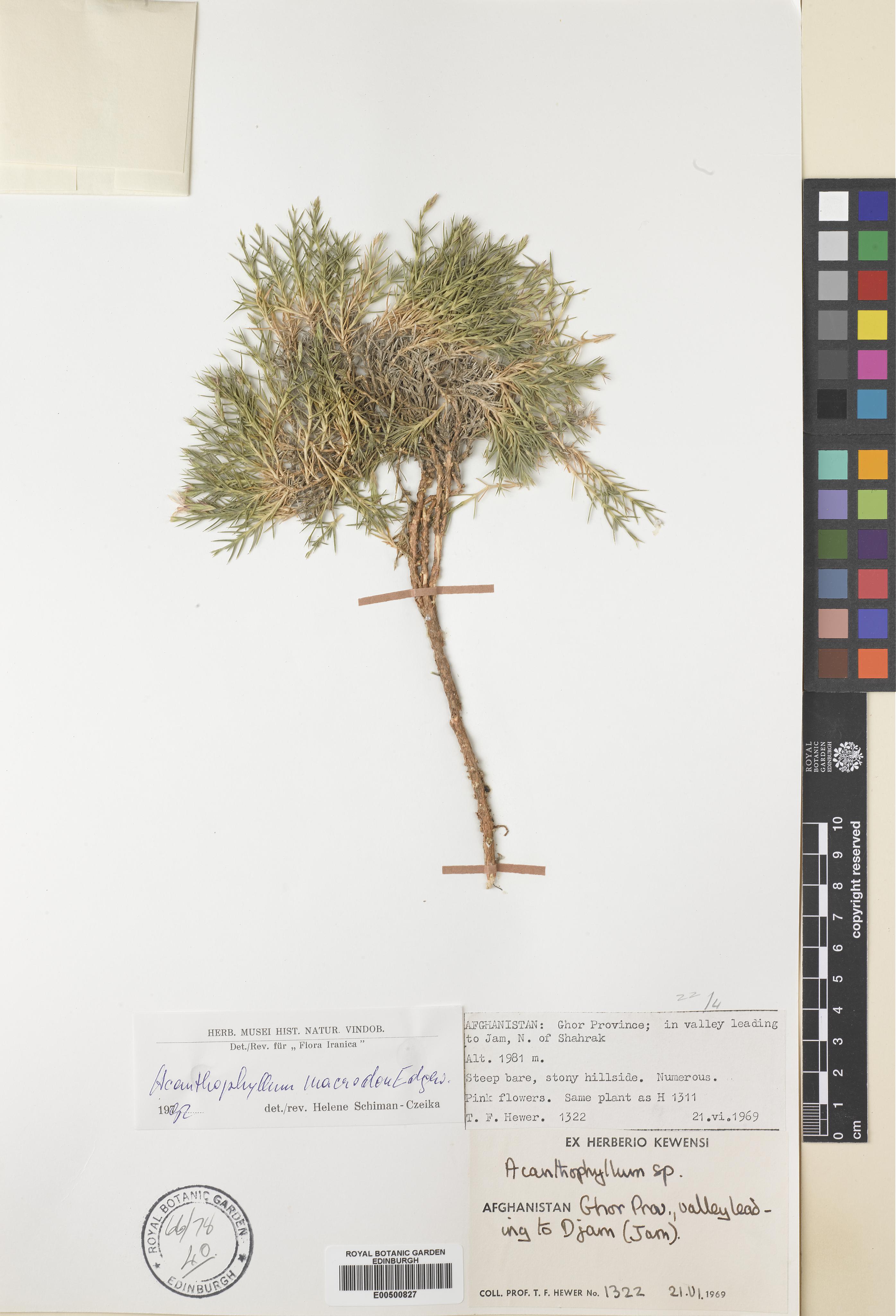Acanthophyllum macrodon photograph 2