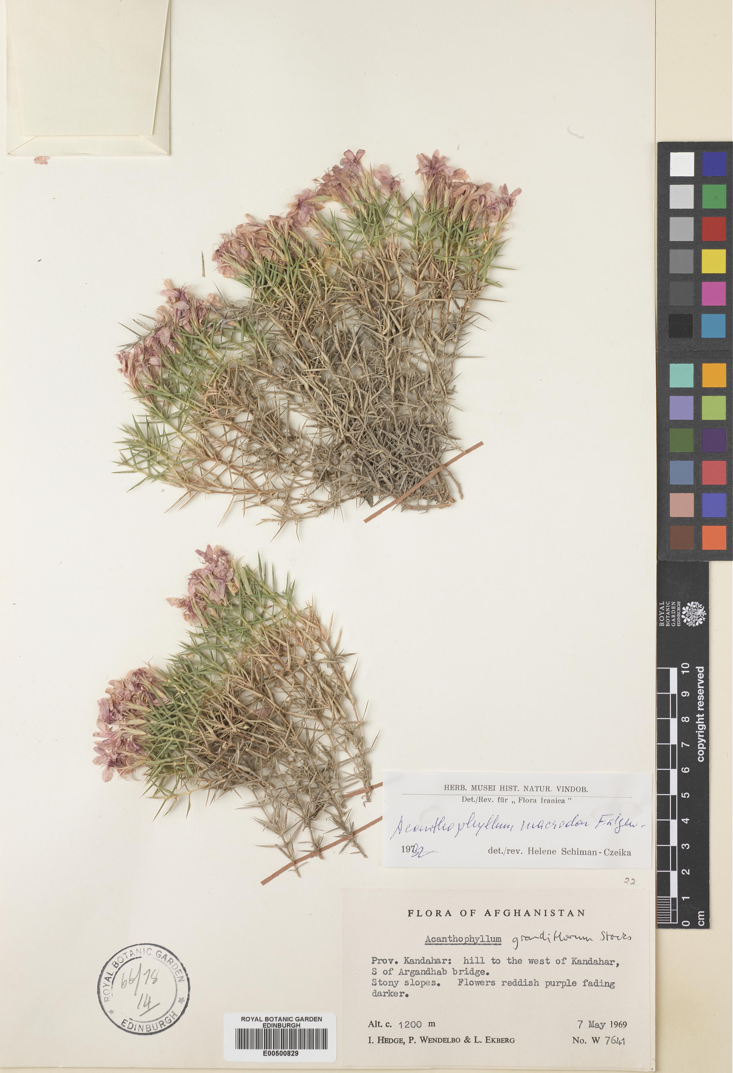 Acanthophyllum macrodon