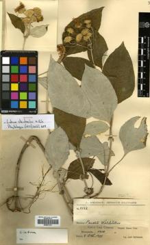 Type specimen at Edinburgh (E). Steinbach, José: 8152. Barcode: E00501121.