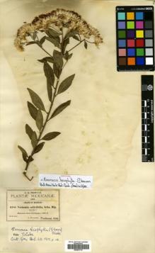 Type specimen at Edinburgh (E). Pringle, Cyrus: 6188. Barcode: E00501774.