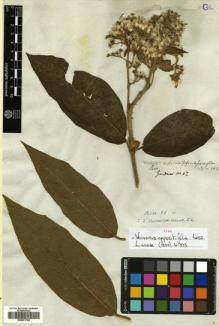 Type specimen at Edinburgh (E). Gardner, George: 62. Barcode: E00501780.