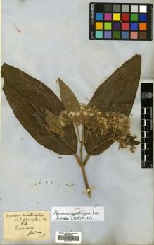 Type specimen at Edinburgh (E). Gardner, George: 62. Barcode: E00501782.