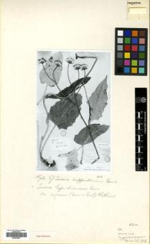 Type specimen at Edinburgh (E). Aucher-Eloy, Pierre: 3428. Barcode: E00502097.