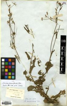 Type specimen at Edinburgh (E). Wight, Robert: 1486. Barcode: E00502112.