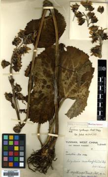 Type specimen at Edinburgh (E). Forrest, George: 30430. Barcode: E00502120.