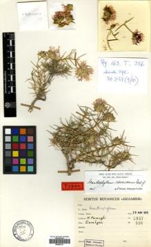 Type specimen at Edinburgh (E). Foroughi, H.: 3937. Barcode: E00502121.