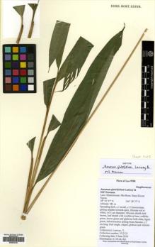 Type specimen at Edinburgh (E). Lamxay, Vichith: VL2121. Barcode: E00502125.