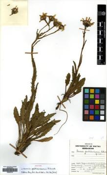 Type specimen at Edinburgh (E). Wright, Felix: 1093. Barcode: E00502130.