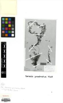 Type specimen at Edinburgh (E). Schlechter, Friedrich: 6503. Barcode: E00502131.