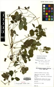 Type specimen at Edinburgh (E). Kew/Edinburgh Kanchenjunga Expedition (1989): 189. Barcode: E00502134.