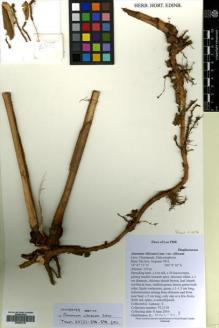 Type specimen at Edinburgh (E). Lamxay, Vichith: VL2118. Barcode: E00502136.