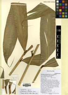 Type specimen at Edinburgh (E). Lamxay, Vichith: VL2118. Barcode: E00502137.