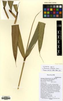 Type specimen at Edinburgh (E). Lamxay, Vichith: VL2118. Barcode: E00502138.