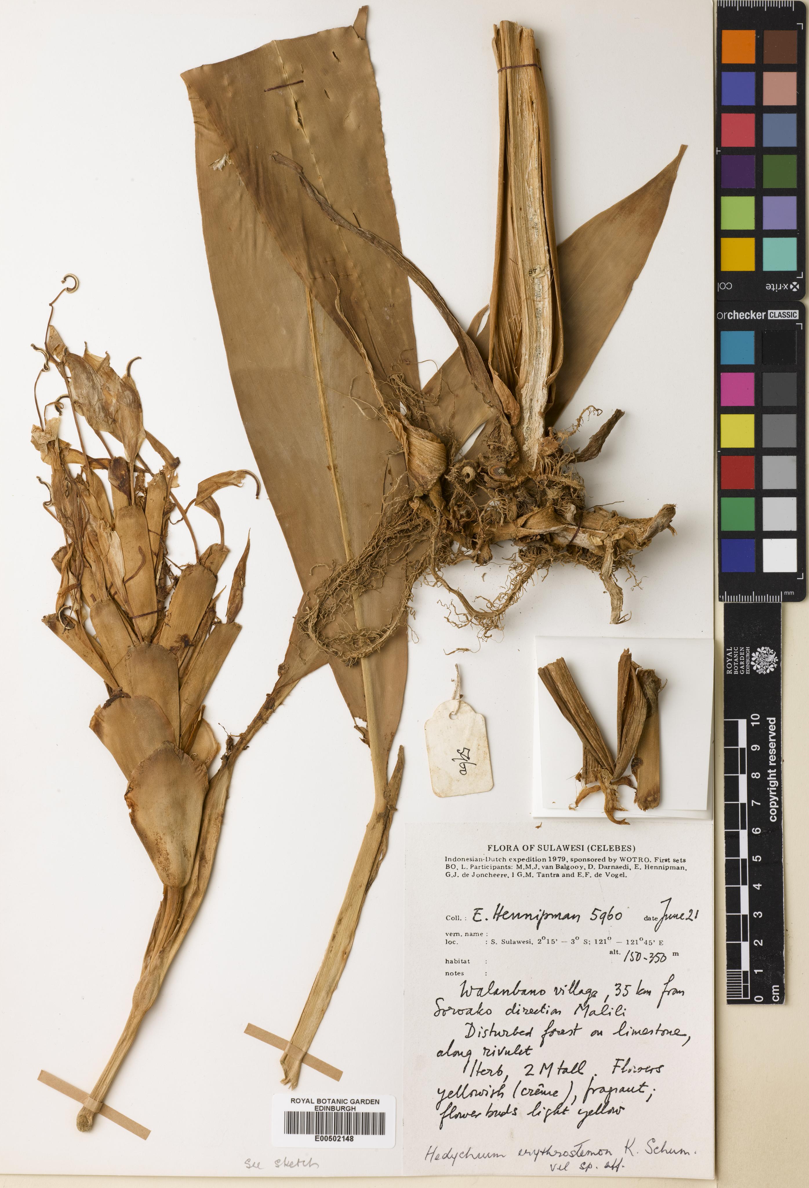 Hedychium erythrostemon (Hedychium erythrostemon)