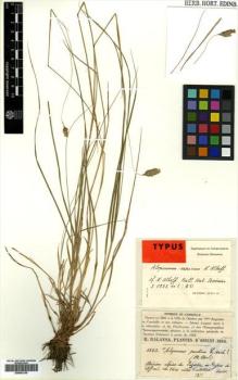 Type specimen at Edinburgh (E). Balansa, Benedict: 1553. Barcode: E00502149.