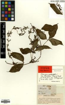 Type specimen at Edinburgh (E). Thwaites, George: 2869. Barcode: E00502152.