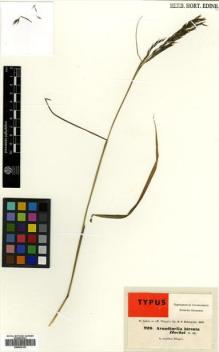 Type specimen at Edinburgh (E). Hohenacker, Rudolph: 920. Barcode: E00502153.