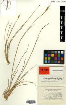 Type specimen at Edinburgh (E). Kotschy, Carl (Karl): 755. Barcode: E00502154.