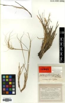 Type specimen at Edinburgh (E). Kotschy, Carl (Karl): 569. Barcode: E00502157.