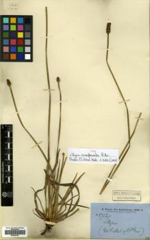 Type specimen at Edinburgh (E). Brown, Robert: 5732. Barcode: E00502163.