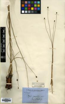 Type specimen at Edinburgh (E). Brown, Robert: 5724. Barcode: E00502165.