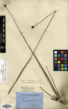 Type specimen at Edinburgh (E). Brown, Robert: 5722. Barcode: E00502167.