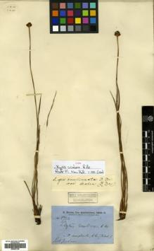 Type specimen at Edinburgh (E). Brown, Robert: 5730. Barcode: E00502168.