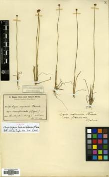 Type specimen at Edinburgh (E). Baum, Hugo: 295. Barcode: E00502171.