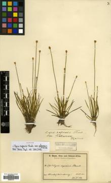 Type specimen at Edinburgh (E). Baum, Hugo: 295A. Barcode: E00502172.